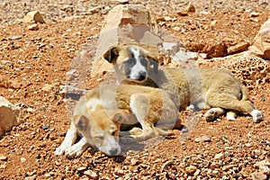 Stray puppies in the desert, Jordan