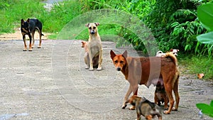 Stray puppies are eating breast milk While waiting for food from kind people