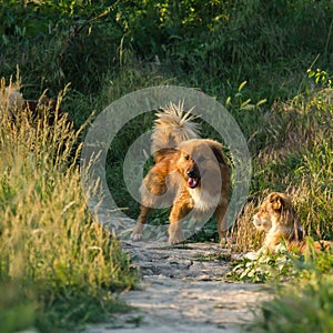 Stray puppies fighting in a garden