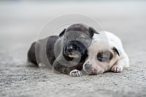Stray puppies lying on the street