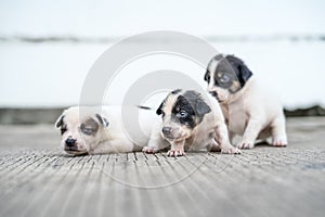 Stray puppies lying on the street