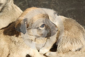 Stray puppies outdoors on sunny day. Baby animal