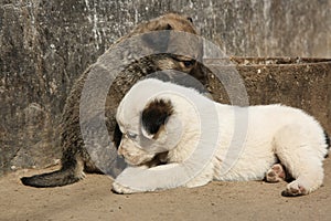 Stray puppies playing on sunny day. Baby animals