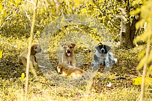 Stray puppies are playing under the bushes in landfill