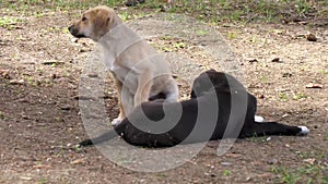 Stray puppies resting in a shady grove at dusk