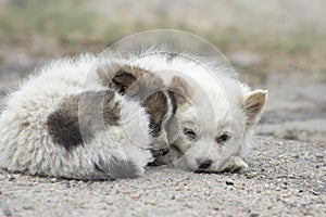 Stray puppies with sad eyes in nature. Abandoned pets