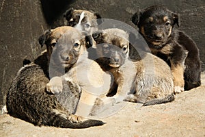 Stray puppies on sunny day. Baby animals