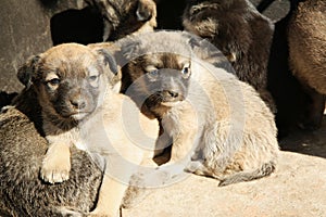 Stray puppies on sunny day. Baby animals