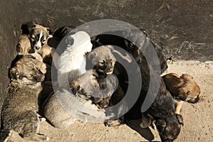 Stray puppies on sunny day. Baby animals