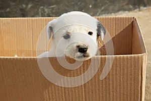 Stray puppy in cardboard box. Baby animal