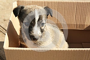 Stray puppy in cardboard box. Baby animal