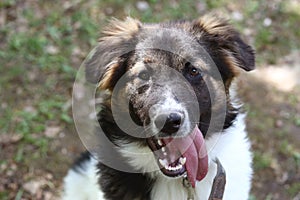stray puppy dog closeup portrait on green grass background