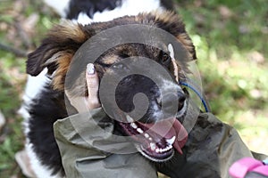 stray puppy dog closeup portrait on green grass background