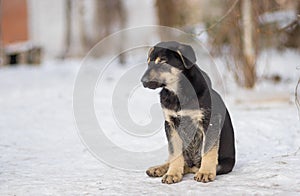 Stray puppy drowsing while sitting outdoor on a winter snow