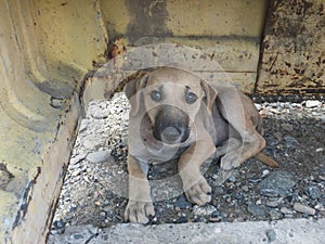 Stray puppy hide under old metal scrape