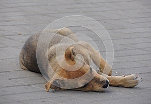 Stray Puppy Lying On The Street