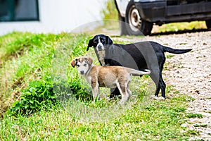 Stray puppy with mom in Zabljak, Montenegro