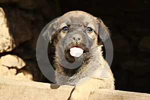 Stray puppy outdoors on sunny day. Baby animal