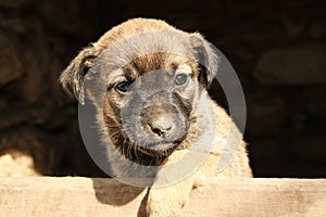 Stray puppy outdoors on sunny day. Baby animal