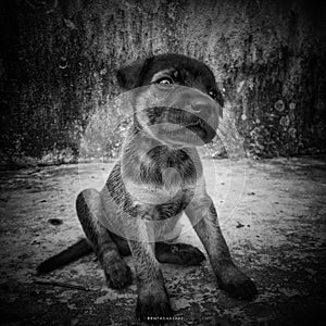 Stray puppy sitting against a vintage wall, and looking innocently