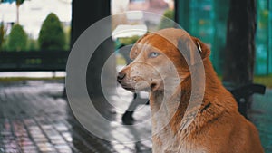 Stray Red Dog sits on a City Street in Rain against the Background of Passing Cars and People