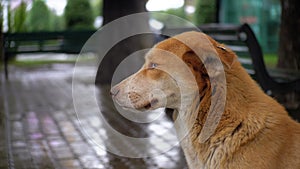 Stray Red Dog sits on a City Street in Rain against the Background of Passing Cars and People