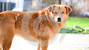 stray red dog on the street on a sunny day