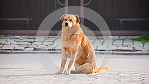 stray red dog on the street on a sunny day