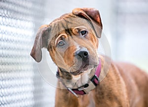 A stray Shepherd x Retriever mixed breed dog in an animal shelter