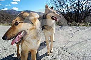 Stray sister dogs photo