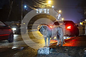 A stray street dog on a city night street. Homeless dogs and pets