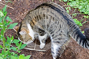 The stray striped cat catches the mouse in the garden to thank the owners for feed and shelter.