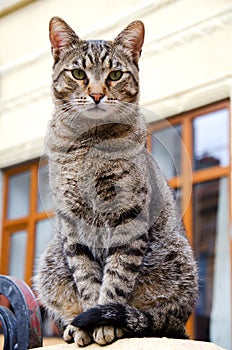 Stray tabby cat photo