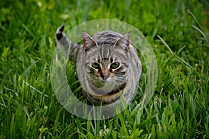 Stray tabby cat blends into green grass, seeking shelter