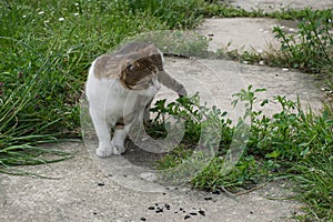 Stray tabby cat curiously looking, and standing on concrete walking path with green grass.