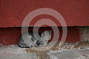 Stray tabby cat lies under the hollow of the red building.