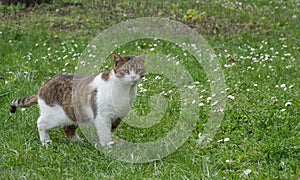 Stray tabby cat standing in green grass in park.