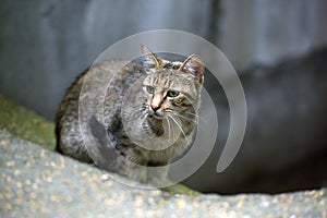 Stray tabby cat on the street