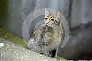 Stray tabby cat on the street