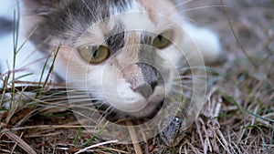 Stray Tricolor Cat Caught a Small Green Lizard in the Grass. Close up