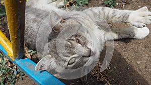 Gray tubby cat with injured eye stretching closer look photo