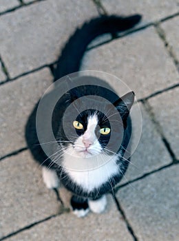 Stray tuxedo cat looking curious up to ther camera.