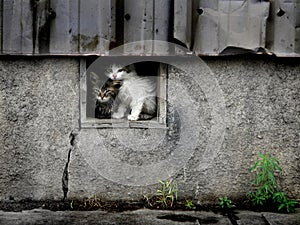 Stray Wet Kittens