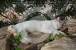 Stray white cat immobile