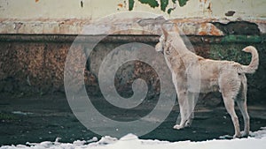 Stray White Dog on a Snowy Street in Winter. Slow Motion