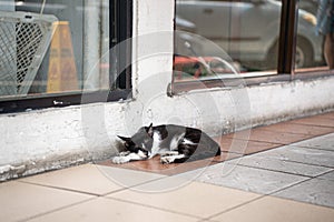 Stray wild cat in Indonesia. White and orange ginger colored furred animal. Kucing hitam tiduran di lantai.