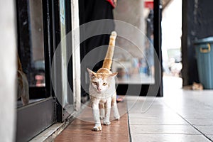 Stray wild cat in Indonesia. White and orange ginger colored furred animal. Kucing oren berjalan.