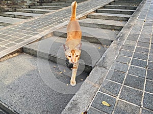 Stray wild cat in indonesia. White and orange ginger colored furred animal. Kucing oren berjalan datang.