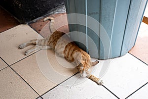 Stray wild cat in Indonesia. White and orange ginger colored furred animal. Kucing oren tiduran di lantai.