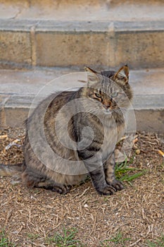 Stray wild cats around Malagueta beach and Malaga's harbor waterfront. Beautiful, well-fed wild cats.